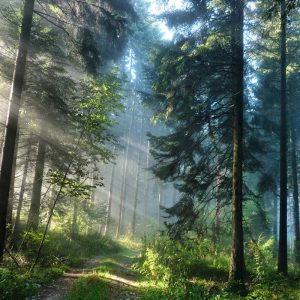 Papier peint végétal, évasion dans la nature à domicile