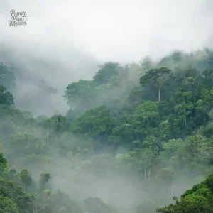 Papier peint inspiré de la forêt avec arbres stylisés