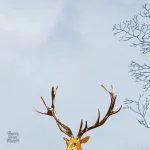 Papier peint mural représentant des paysages enchanteurs